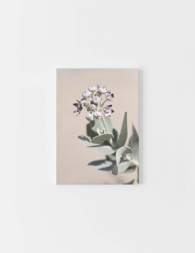 CANVAS | Desert Flower #2 - Doenvang