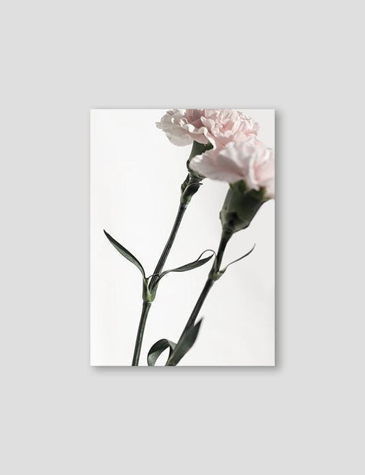 Pink Carnations #2 - Doenvang