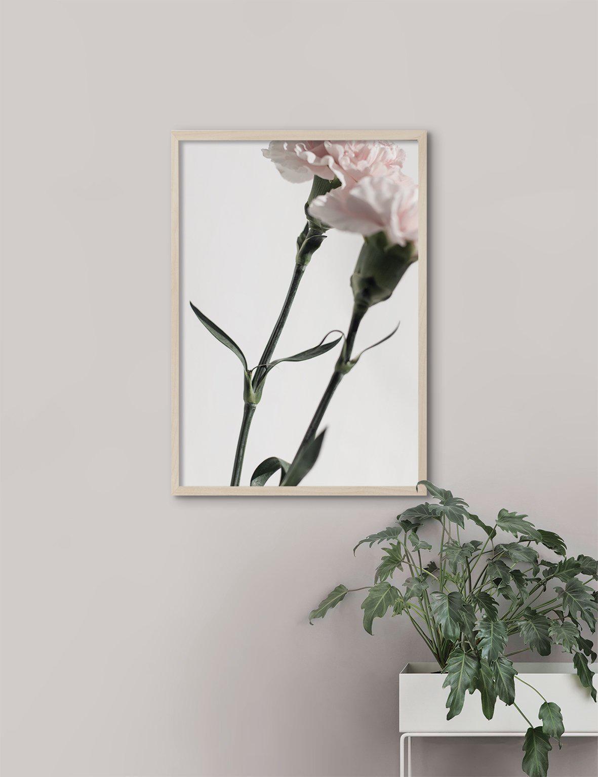 Pink Carnations #2 - Doenvang
