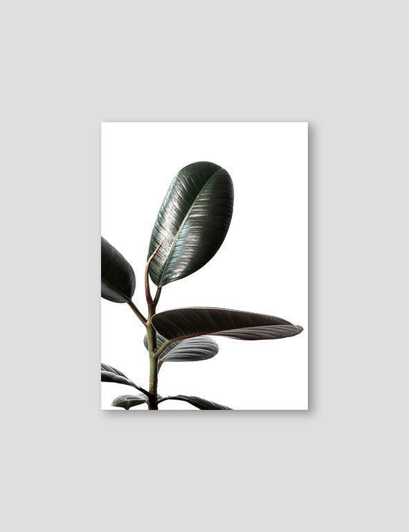 Rubberplant #1 - Doenvang