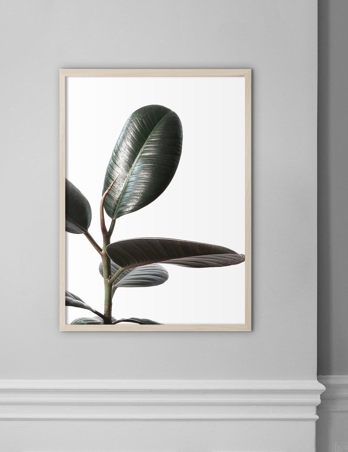 Rubberplant #1 - Doenvang