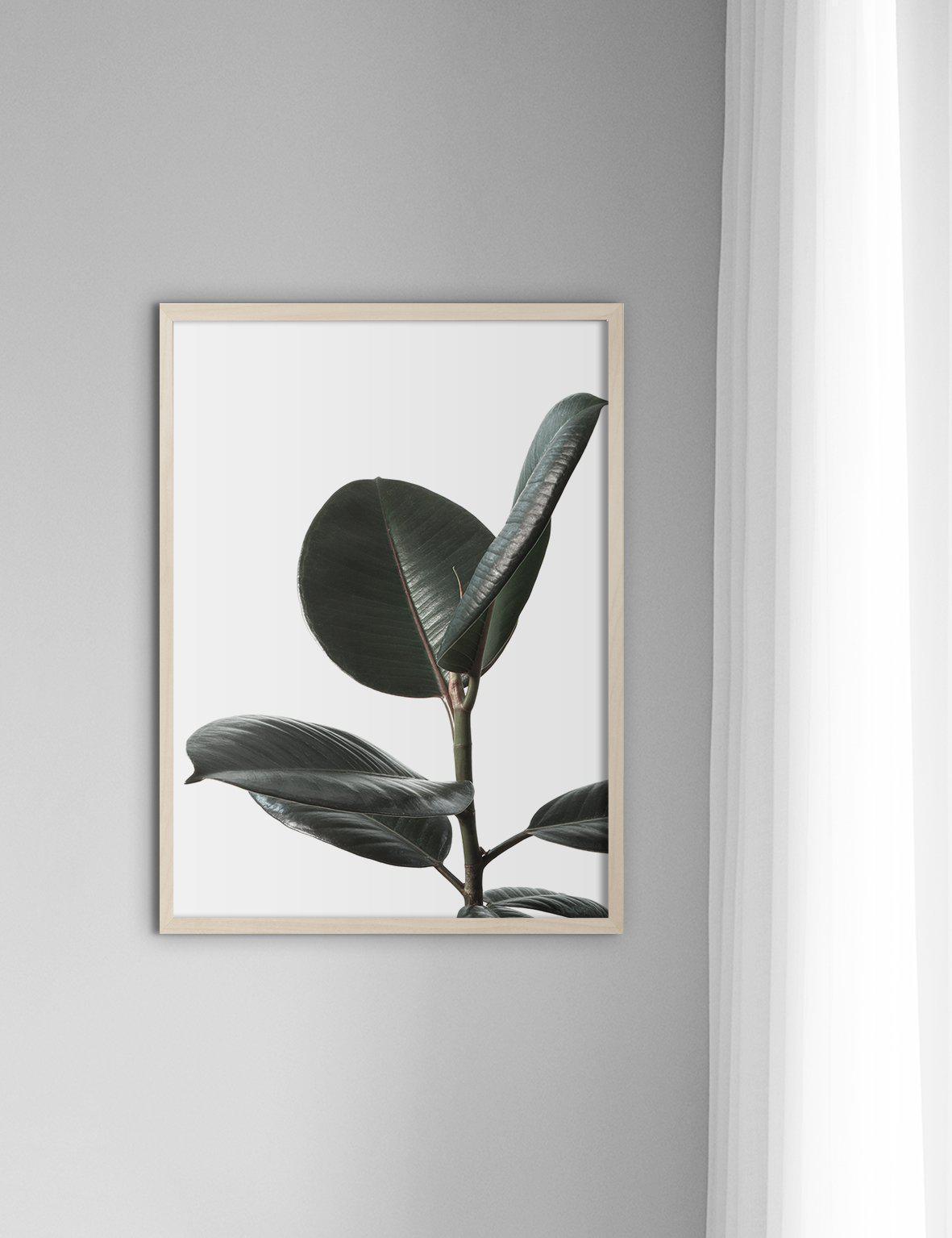 Rubberplant #2 - Doenvang