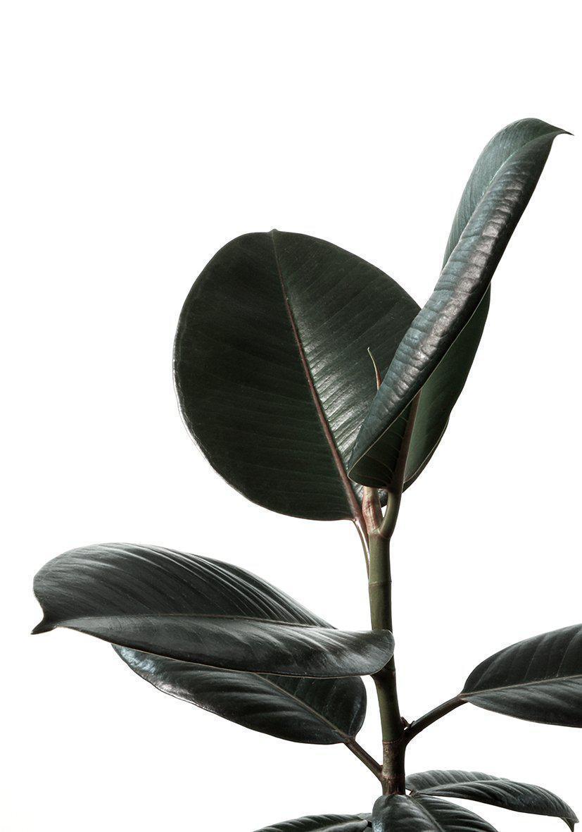Rubberplant #2 - Doenvang