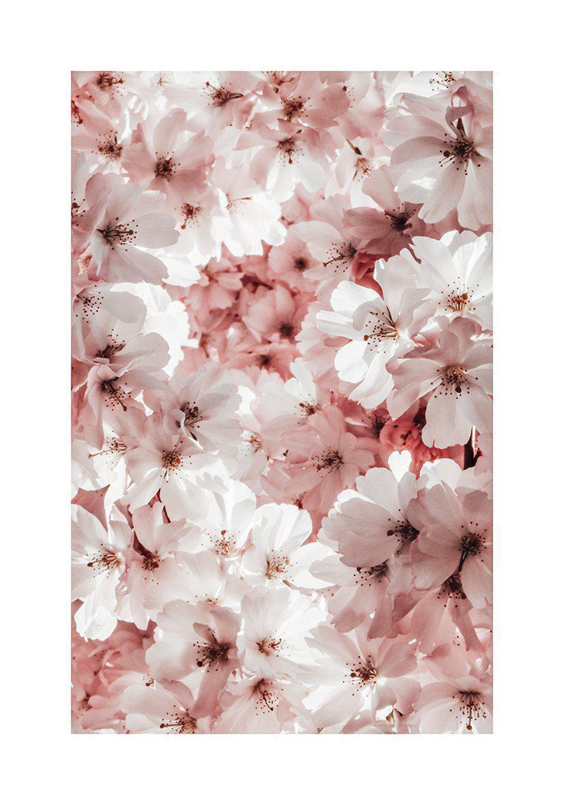 Sakura Flowers - Doenvang