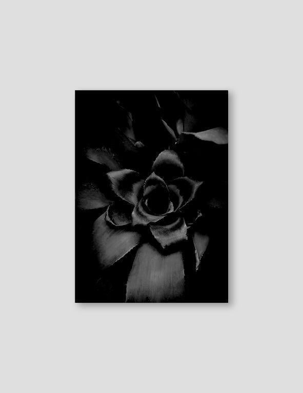 Sempervivum Black - Doenvang