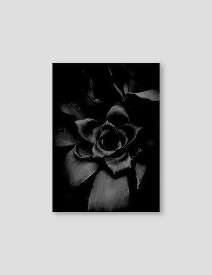 Sempervivum Black - Doenvang