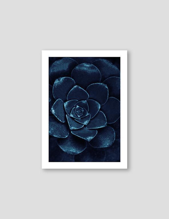 Sempervivum Blue #1 - Doenvang