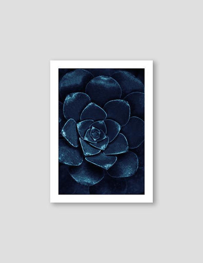 Sempervivum Blue #1 - Doenvang